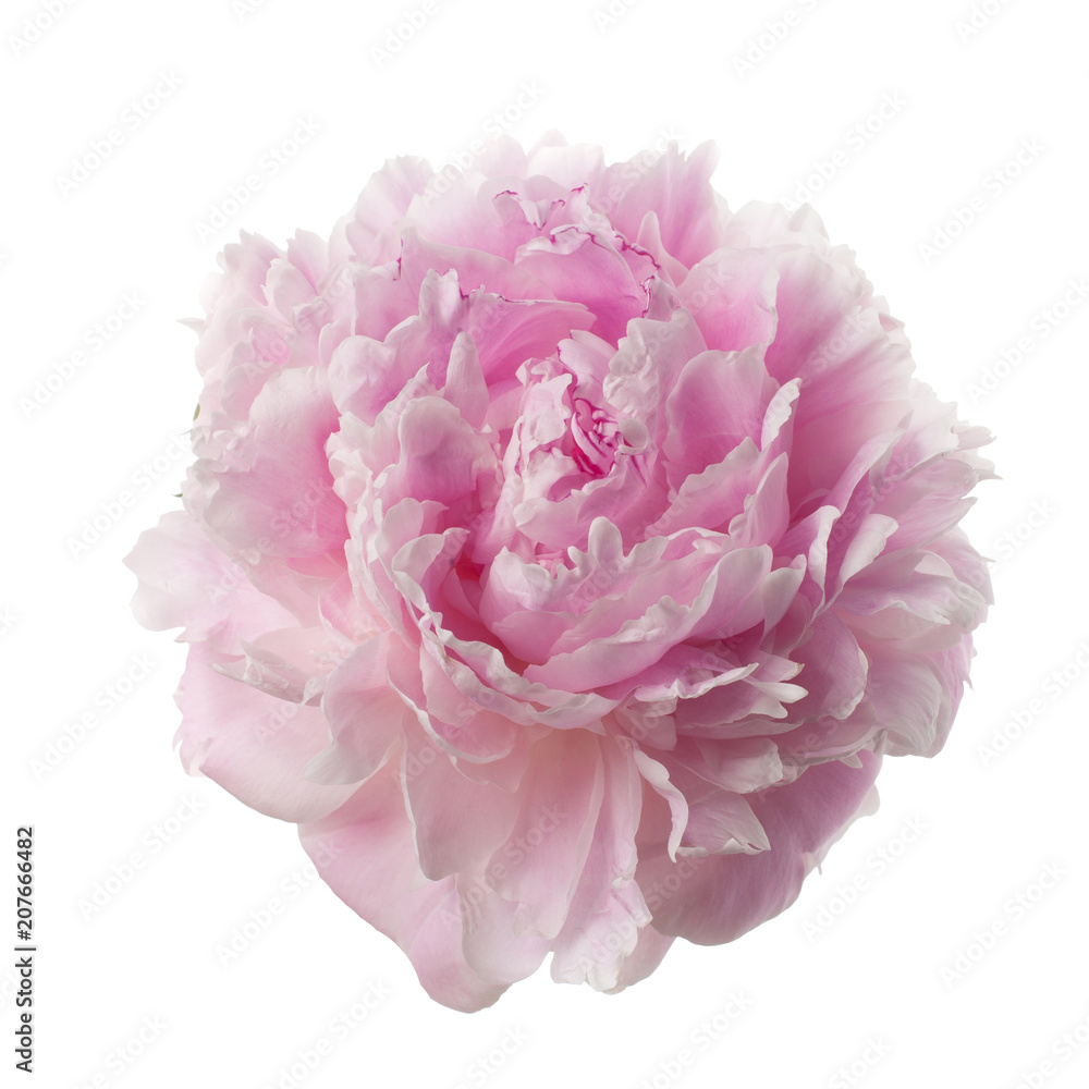 Pink peony flower isolated on white