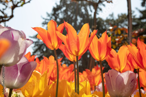 Macro view from below of orange tulips under sunshine..