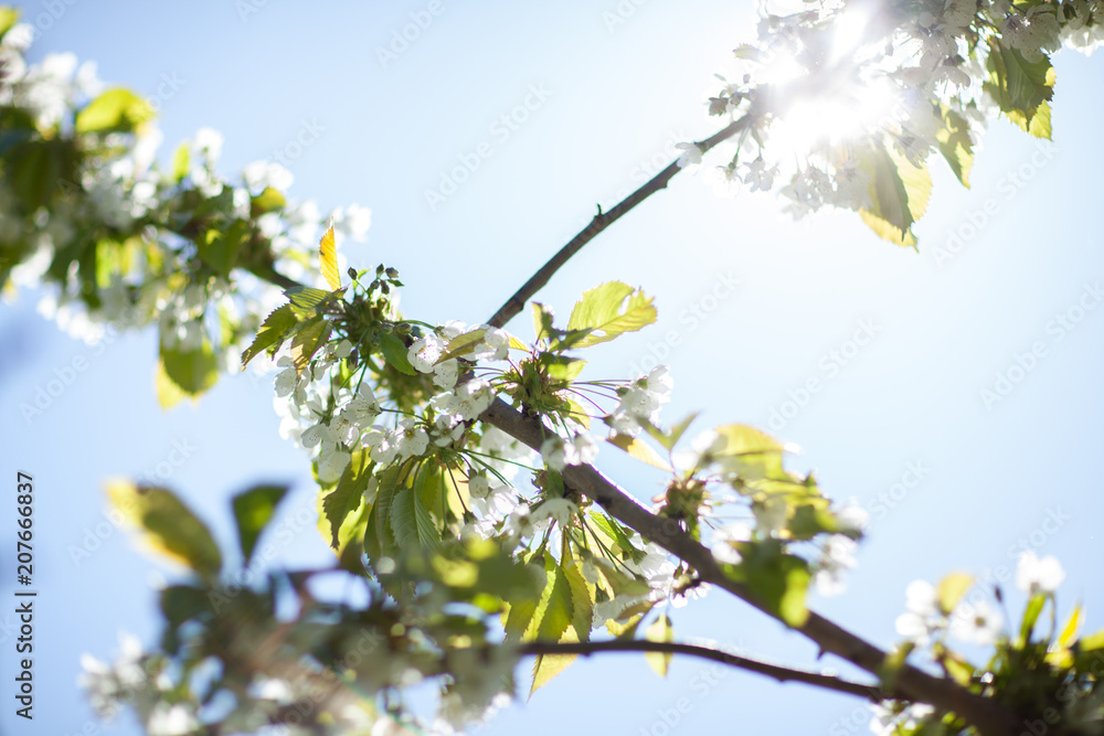 White with pink flowers of the cherry blossoms on a spring day in the park White with pink flowers of the cherry blossoms on a spring day in the park