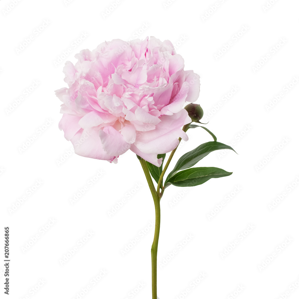 Pink peony flower isolated on white Pink peony flower isolated on white