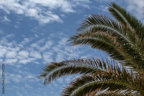 A palm with blue sky in the background.