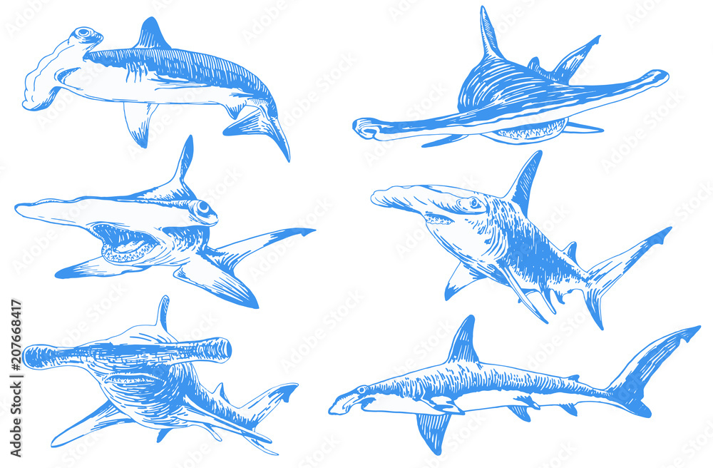 Graphical color set of hammerhead sharks isolated on white background,vector tattoo illustration - obrazy, fototapety, plakaty 