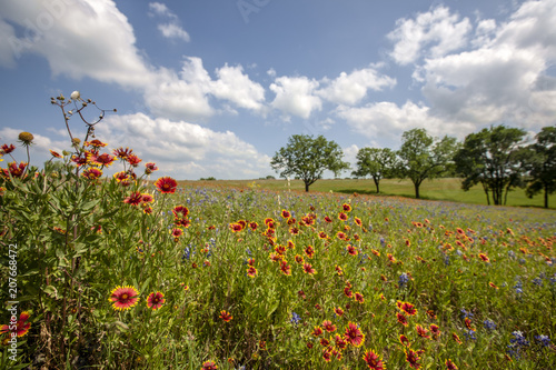 Texas countryside