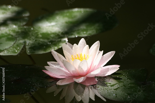 Beautiful water-lily in a beam of the sun