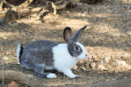 rabbit