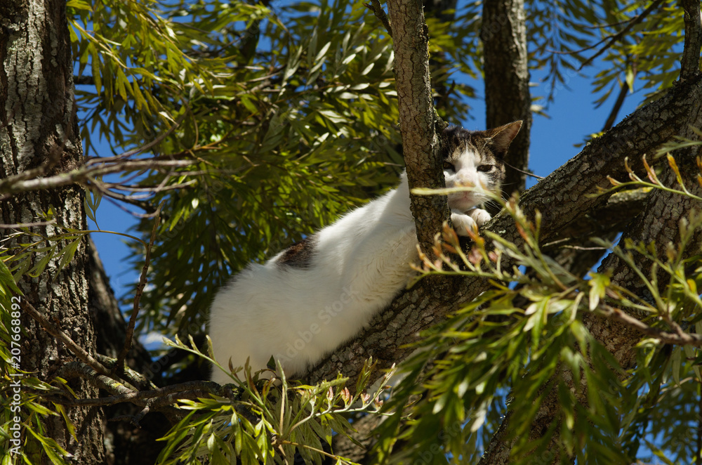 Stray cat run away up a tree Stock Photo Adobe Stock
