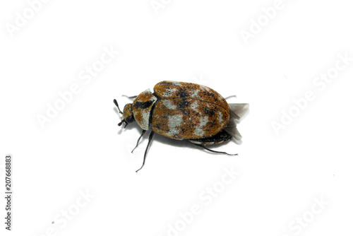 Carpet Beetle perspective over white