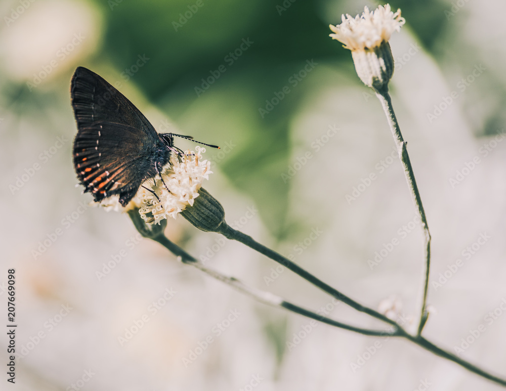 Obraz premium Butterflies