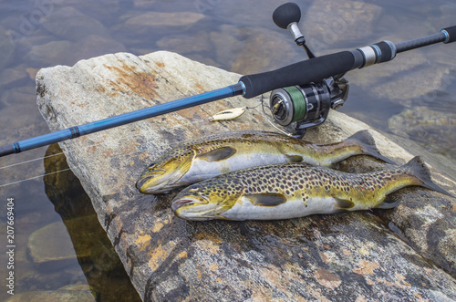 Fishing. Caught brown trout fish and spinning tackle on river stone photo