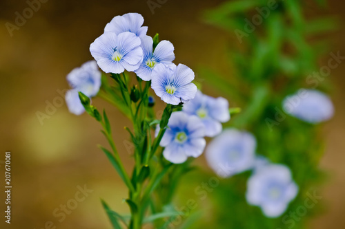 Blue flax flowers in the garden