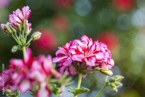 Fototapeta Naklejka Na Ścianę i Meble -  Rosarot gestreifte Blütenköpfe einer Geranie mit wunderschönem Bokeh, Makro