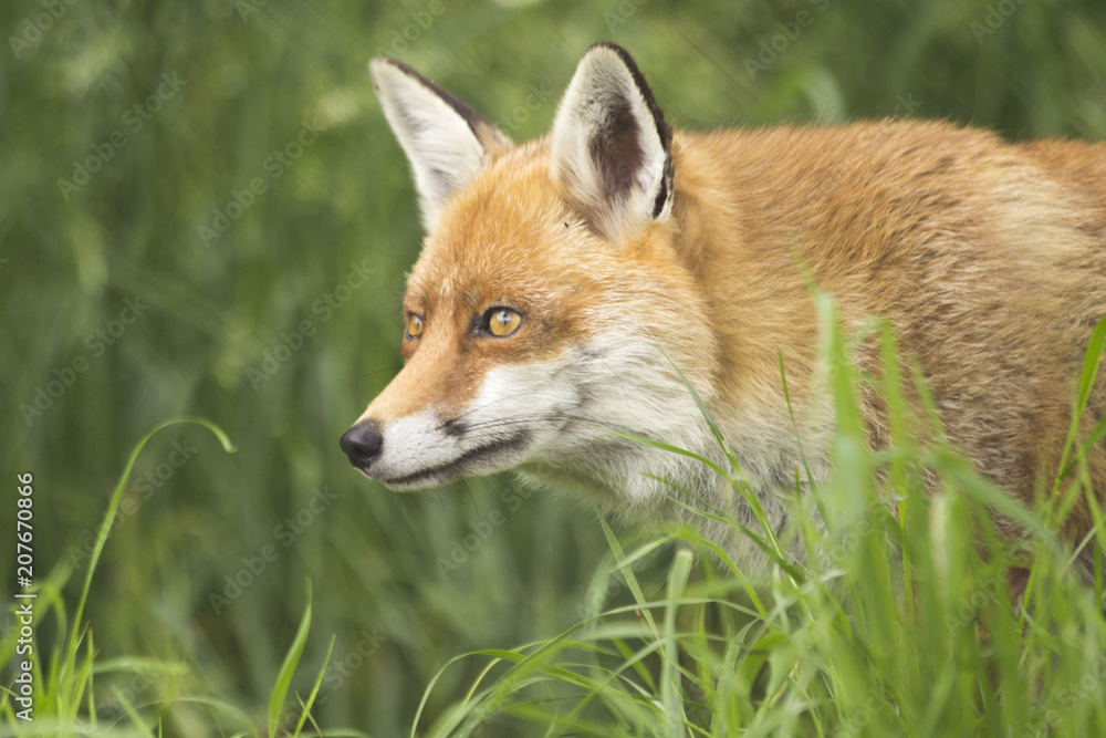 Fox face portrait close up landscape