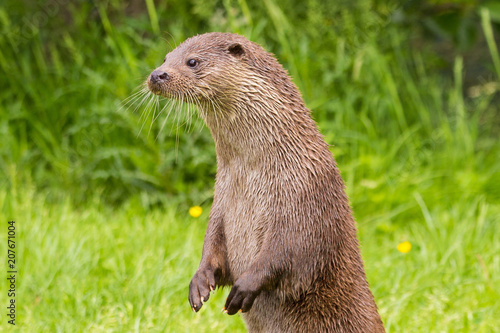Otter standing up on hind legs