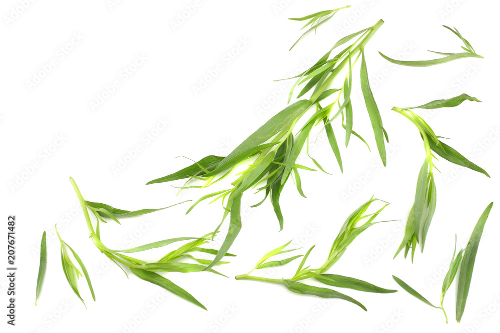 Tarragon (Artemisia dracunculus) Isolated on white background