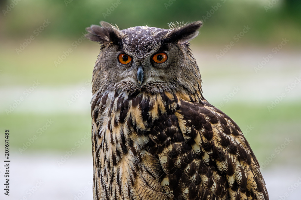 Portrait of an Eurasian Eagle Owl Portrait of an Eurasian Eagle Owl