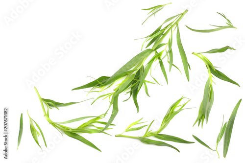 Tarragon  Artemisia dracunculus  Isolated on white background