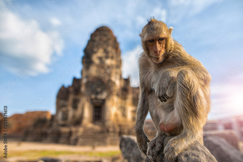 The life of monkeys with archaeological sites.  Lopburi Thailand