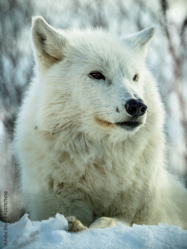 Arctic wolf Arctic wolf