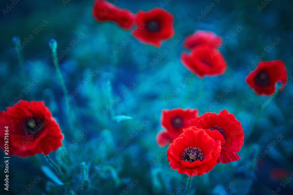 Obraz premium Selective focus on poppy flower, wild poppy flowers in natural green blurred spring background, selective focus