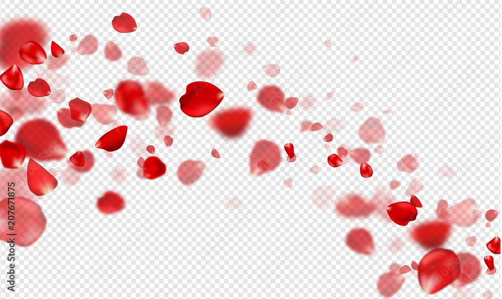 Obraz premium Spadające czerwone płatki róż na przezroczystym tle. Ilustracja wektorowa