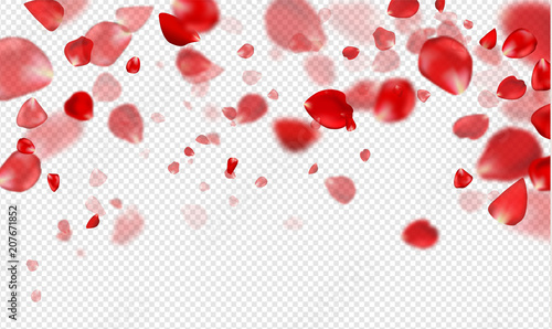 Vászonkép Falling Red rose petals on a transparent background