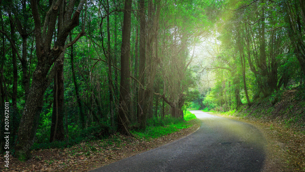 Obraz premium Mysterious fascinating landscape. Wet, after rain, road in mountain forest. Mystic tunnel through grove. Outskirts of Sintra, Portugal.