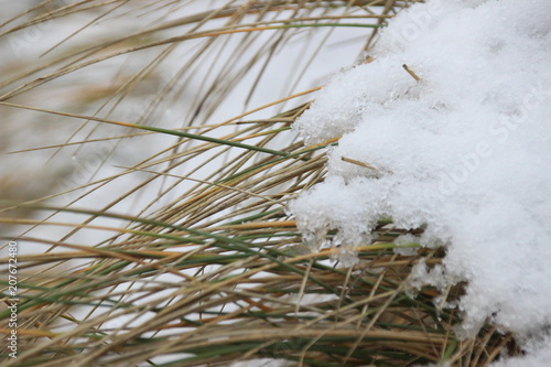 Dünen im Winter