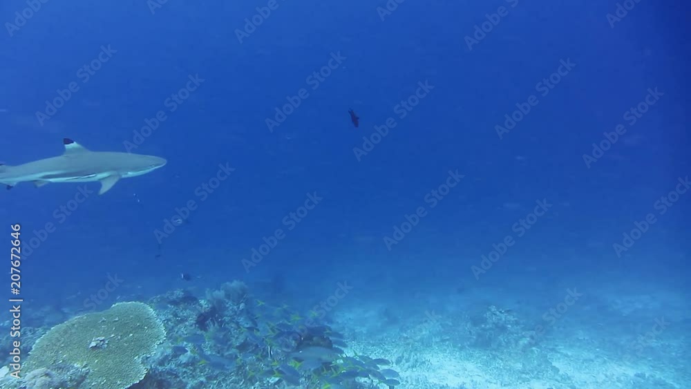 Blacktip reef shark swimming in a current with plankton. Hunting for fish over coral reef Blacktip reef shark swimming in a current with plankton. Hunting for fish over coral reef