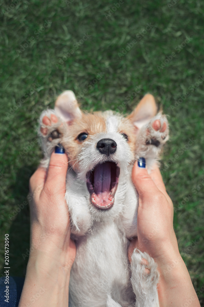 funny portrait of a lying parson russel terrier puppy with raised up paw and human hands funny portrait of a lying parson russel terrier puppy with raised up paw and human hands