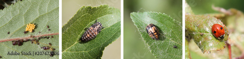 Stages of development of Two-spot ladybird or Adalia bipunctata from egg to adult insect