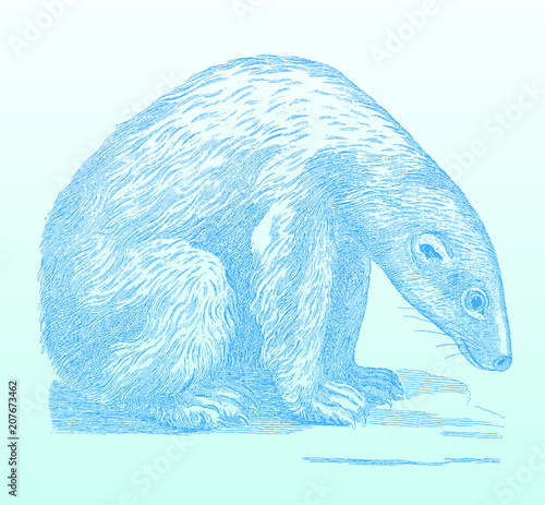 Sitting polar bear (ursus maritimus) looking sadly to the ground. Blue colored illustration on a blue-green gradient background after an engraving from the 18th century. Easy editable in layers
