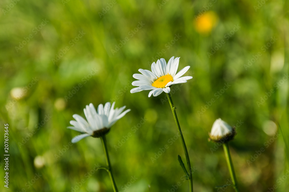 Daisies on a blurred background of grass Daisies on a blurred background of grass