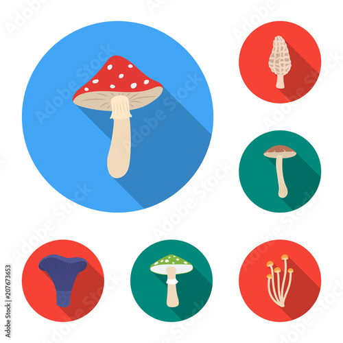 Poisonous and edible mushroom flat icons in set collection for design. Different types of mushrooms vector symbol stock web illustration. photo