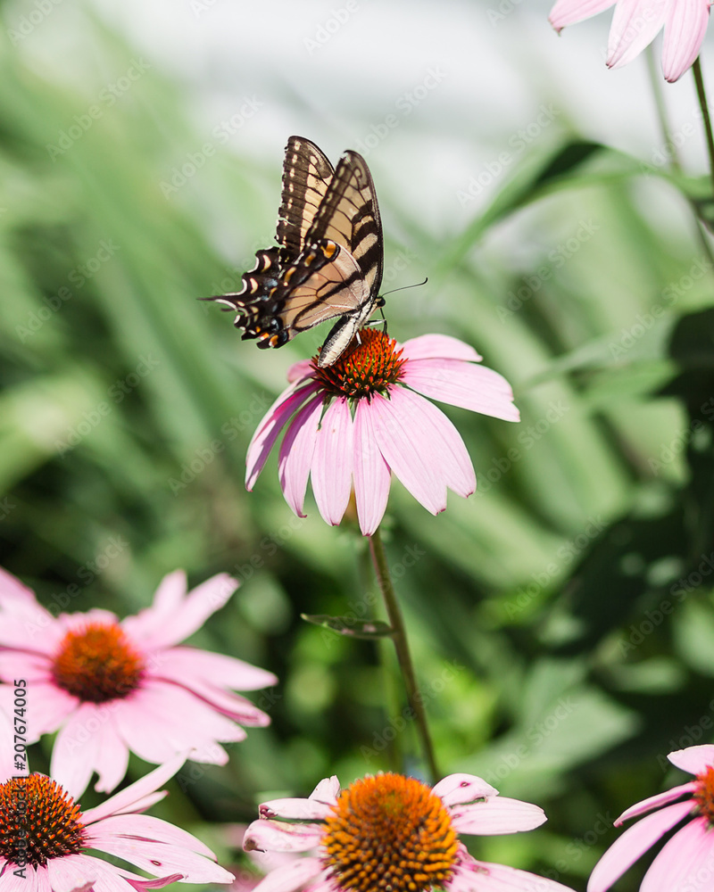 Yellow Swallowtail butterfly on purple coneflower Yellow Swallowtail butterfly on purple coneflower