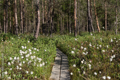 Duckboards in a forest and marshland at the Puurijärvi and Isosuo National Park in the Pirkanmaa and Satakunta regions of Finland on a sunny day in summer. Focused on the foreground on cotton grass. photo