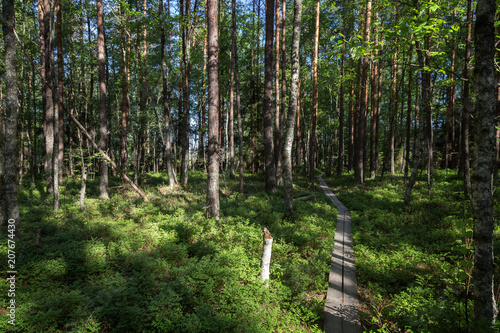 Duckboards in a lush and verdant forest at the Puurijärvi and Isosuo National Park in the Pirkanmaa and Satakunta regions of Finland on a sunny day in the summer.