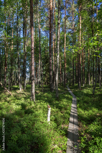 Duckboards in a lush and verdant forest at the Puurijärvi and Isosuo National Park in the Pirkanmaa and Satakunta regions of Finland on a sunny day in the summer. photo