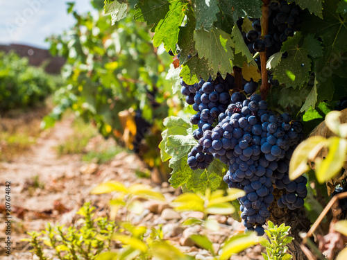 Tempranillo grapes maturing on green vines in a vineyard photo