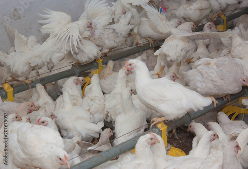 White chickens  at the poultry farm. Industrial production of meat and eggs