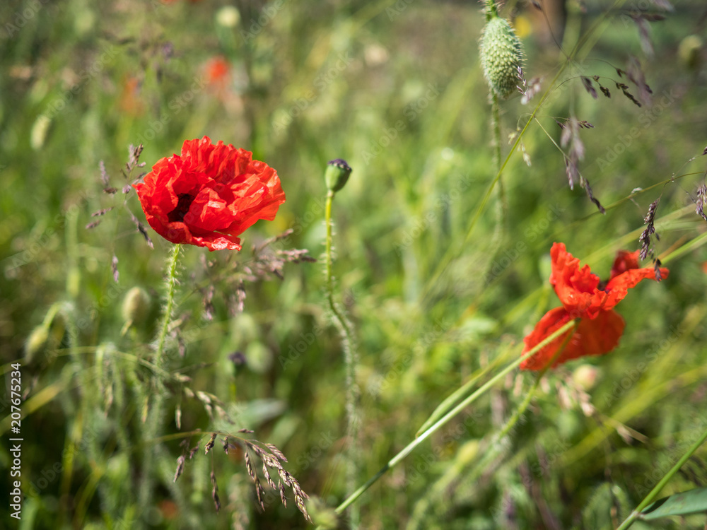 Red poppy flowers against a green grassy background Red poppy flowers against a green grassy background