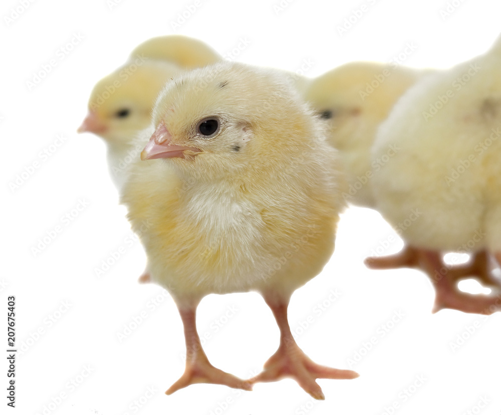 Obraz premium Weekly Chicks on white background
