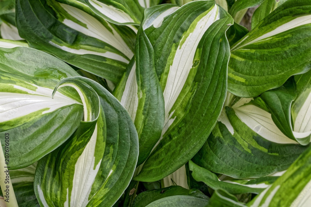 Different colored leaves of plantain lilies Different colored leaves of plantain lilies