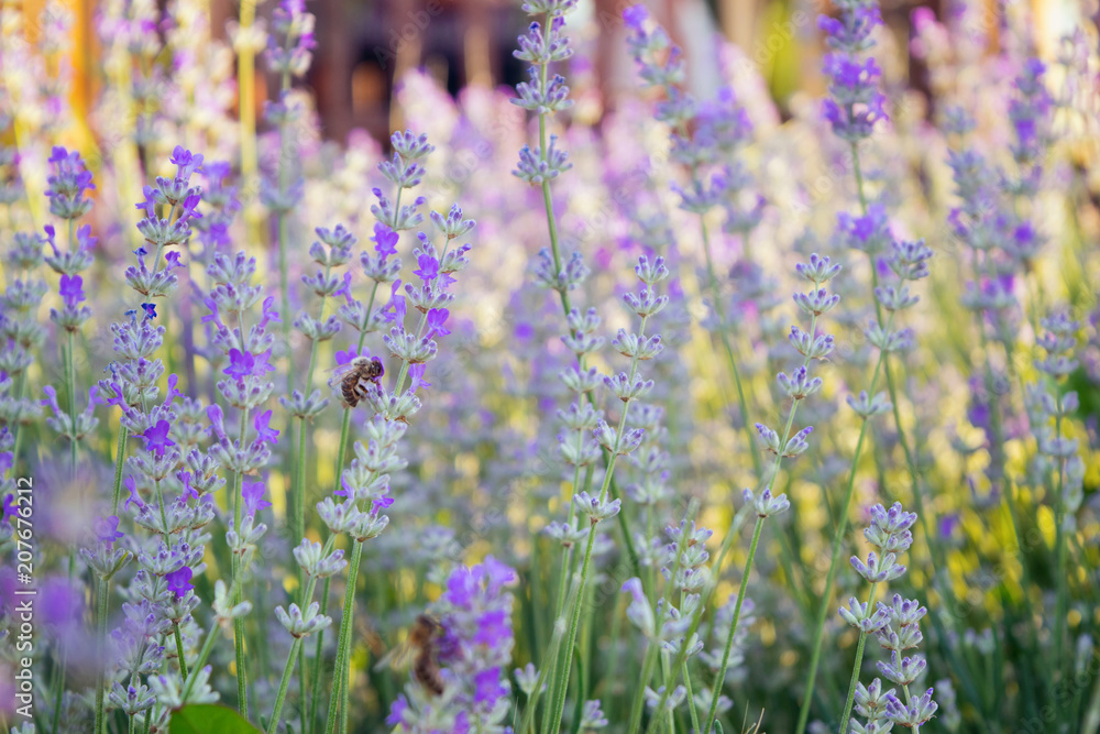 Fototapeta premium Vivid purple lavender flowers are blooming in the herb garden