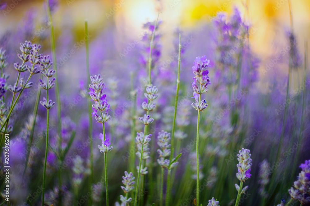Fototapeta premium Vivid purple lavender flowers are blooming in the herb garden