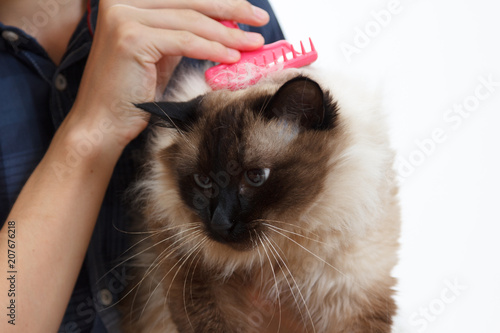 Caring for cat fur. Hand combing by comb fluffy cat. photo