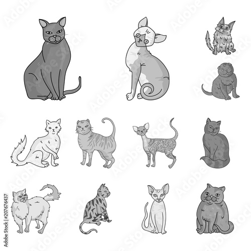 Breeds of cats monochrome icons in set collection for design. Pet cat vector symbol stock web illustration.