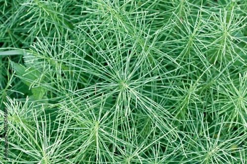 Leaves of a meadow horsetail  Equisetum pratense 