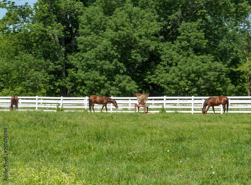 Horses Grazing