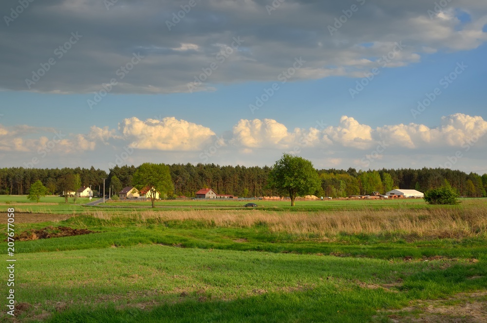 Rural spring landscape. Beautiful green meadow in the countryside.