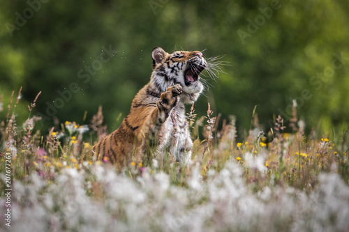 siberian tiger on maedow